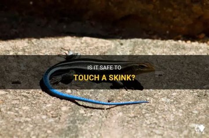 Can you touch a skink?