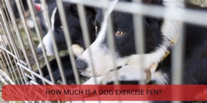 How much does an exercise pen cost?